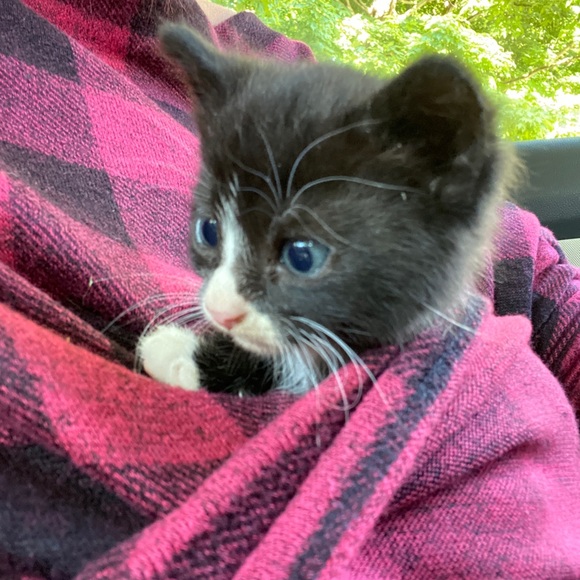 Meet your Posher, Erin - Picture 3 of 4